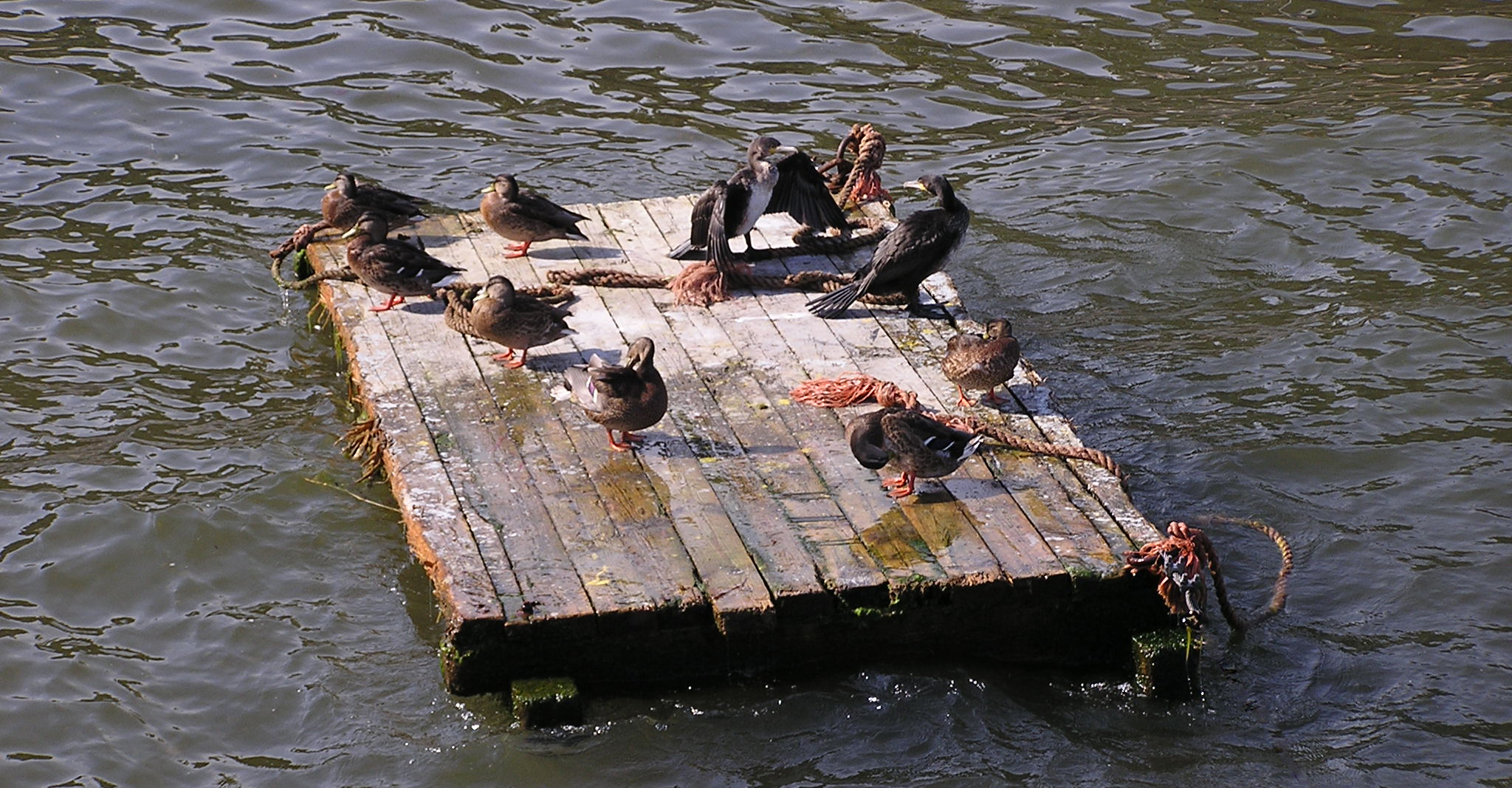 Flotsam with gulls
