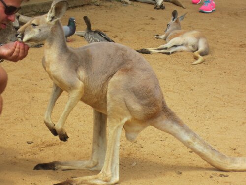 Feeding Kangaroos